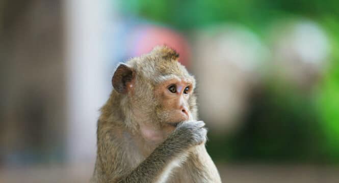 little-monkey